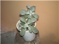 Kalanchoe pumila